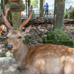 [nara no shika] aumentan ataques a turistas