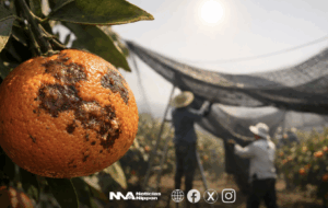 [mikan] ¿El fin del invierno con mandarinas?