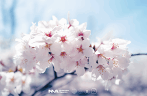 [cerezos en flor] La primavera se adelanta en Japón