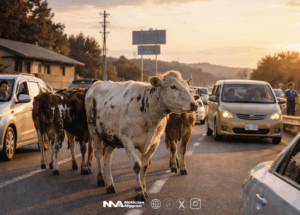 [dassō] Vacas fugitivas paralizan carretera