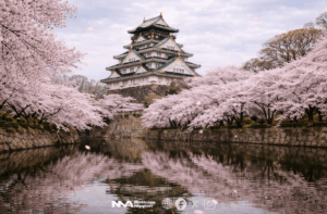 [cerezos en flor]  Explosión de pétalos