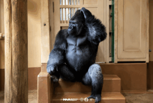 [sns] ¿Pelea matrimonial o jerarquía animal?